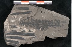 Foto (Detailansicht) von Asterocarpus meriani Br. (NHMW-GEO-2024-0188-10497)